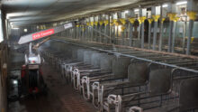 Un robot de lavage en action dans un salle d'un élevage porcin.