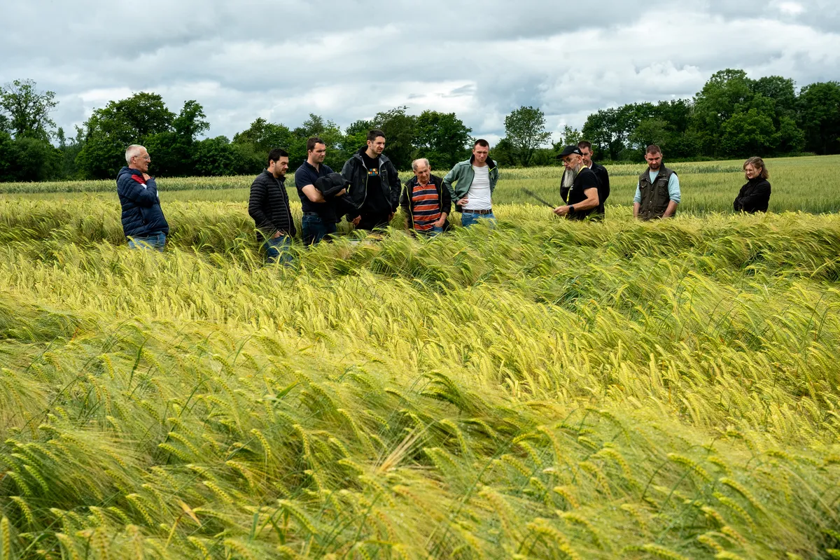 Groupe d'agriculteurs autour des collections variétales de céréales