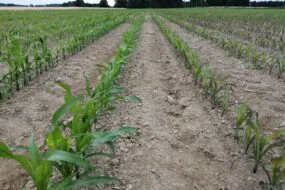 Maïs qui rougissent sous l'effet du froid en 2022 dans une parcelle à Ploermel