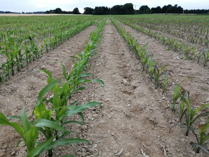 Maïs qui rougissent sous l'effet du froid en 2022 dans une parcelle à Ploermel