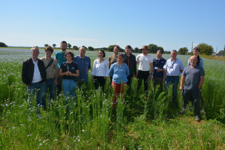 Groupe de personnes dans un champ de lin