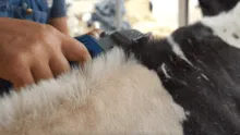 gros plan de la tonte de la ligne de d'eau d'une vache Prim'Holstein