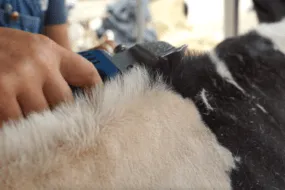 gros plan de la tonte de la ligne de d'eau d'une vache Prim'Holstein