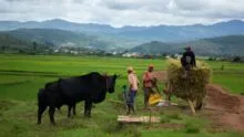 Agriculture à l'étranger