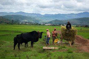 Agriculture à l'étranger