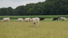 Prim'Holstein et Charolaises au pâturage avec un champ de maïs derrière