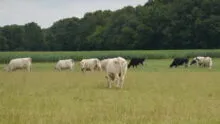 Prim'Holstein et Charolaises au pâturage avec un champ de maïs derrière
