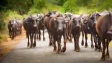 Un troupeau de buffles marche sur une route dans le sud de l'Inde