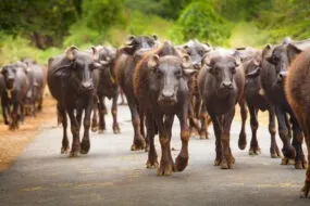 Un troupeau de buffles marche sur une route dans le sud de l'Inde