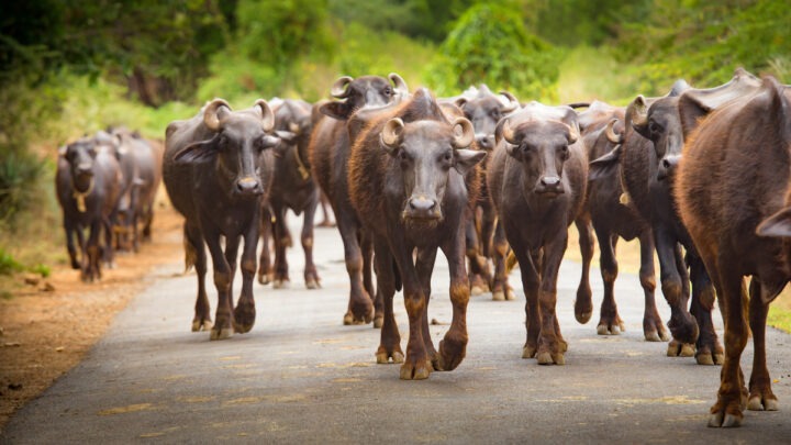 Un troupeau de buffles marche sur une route dans le sud de l'Inde
