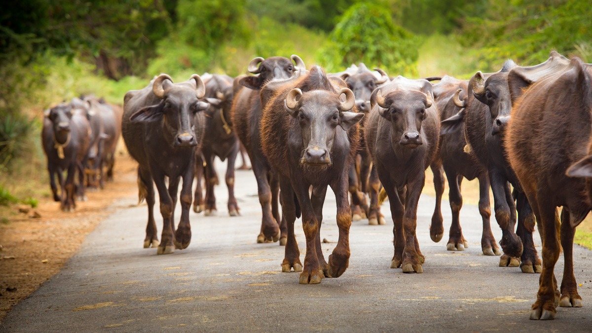 Un troupeau de buffles marche sur une route dans le sud de l'Inde - Illustration Exportation : L’Inde revient à l’international