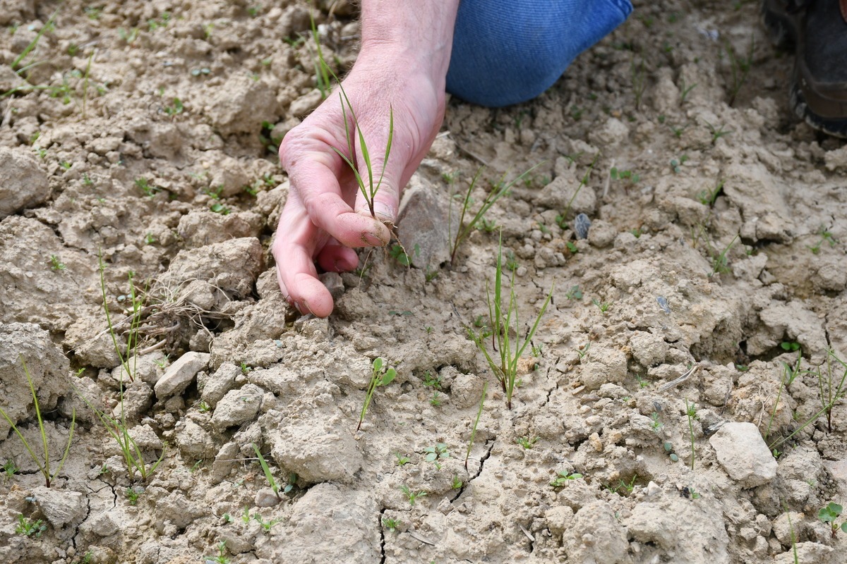 ray-grass au stade plantule dans un champ - Illustration Quels autres leviers peut-on actionner?