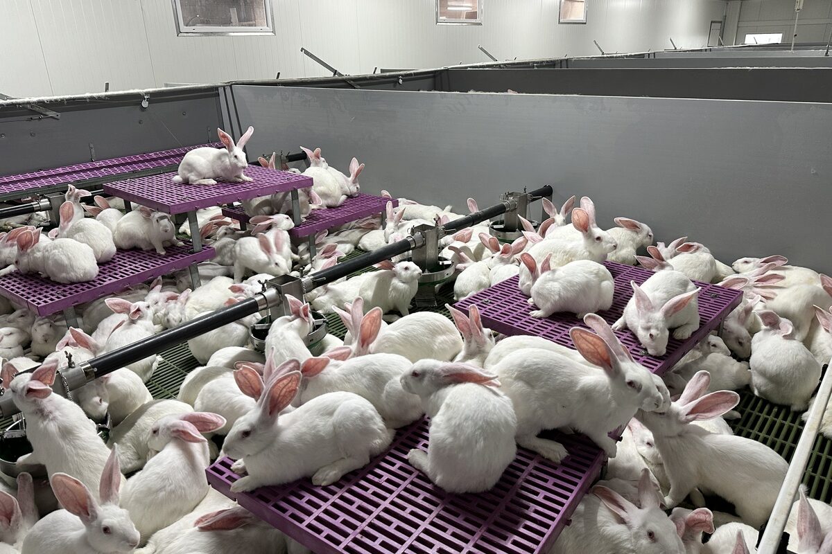 élevage de lapins dans un système ouvert Cuniloft - Illustration « Plus proche de mes animaux »