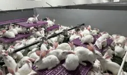 élevage de lapins dans un système ouvert Cuniloft
