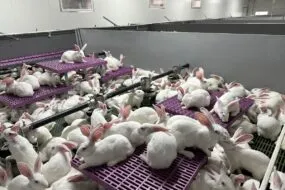 élevage de lapins dans un système ouvert Cuniloft