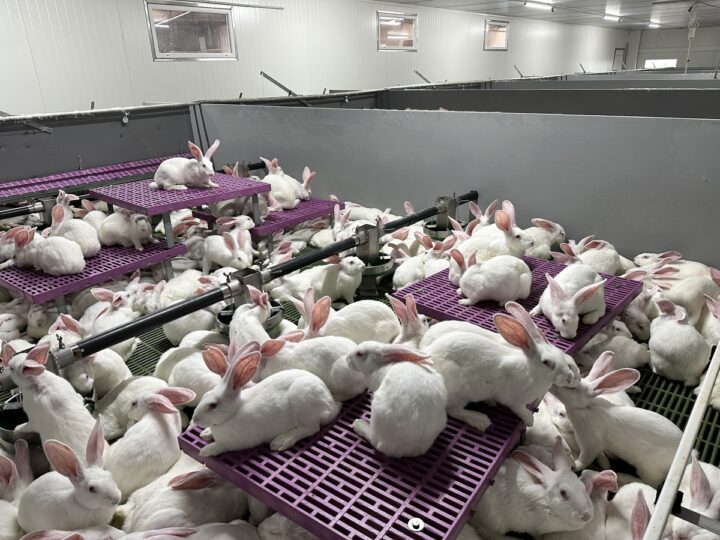 élevage de lapins dans un système ouvert Cuniloft