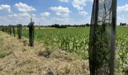 jeune haie au bord d'un champ de maïs