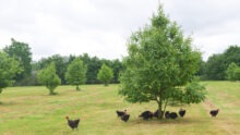 poulets fermiers noirs en plein air