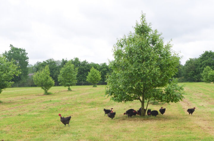poulets fermiers noirs en plein air