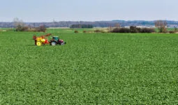 Pulvérisateur dans un champ de colza