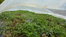 Plants de pastèque sous un voile