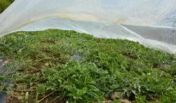 Plants de pastèque sous un voile