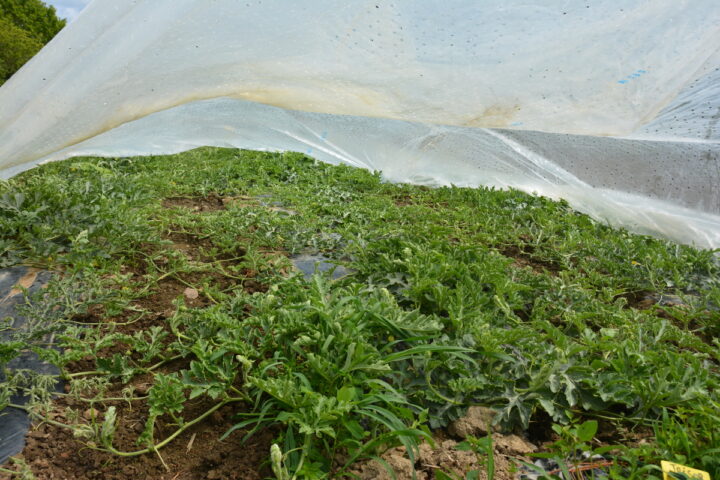 Plants de pastèque sous un voile