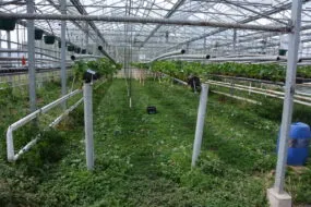 Une culture de fraise sous abri