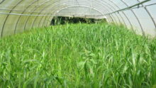 Sorgho sous un tunnel