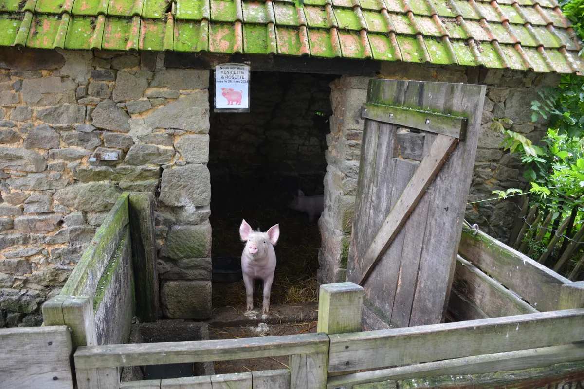 La ferme d'antan avec un cochon devant la porcherie