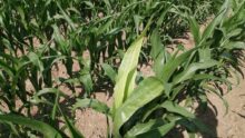 Feuille blanche sur un plant de maïs