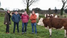 Quatre personnes dans un champ avec des vaches MOntbéliardes.