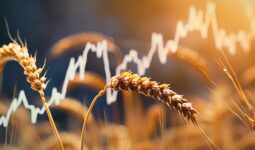 a line graph displaying a sudden decline in stock values with a wheat line.