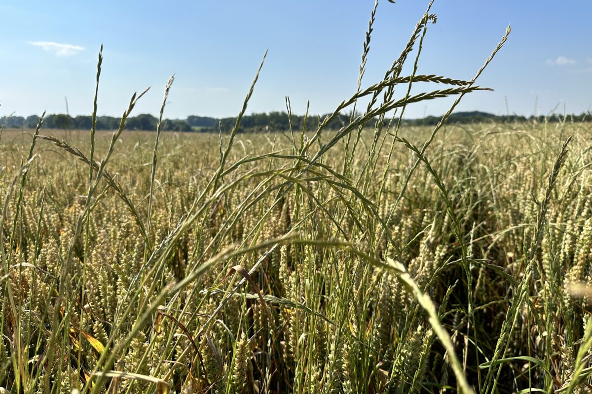 ray-grass dans champ de blé - Illustration Les 10 commandements de la gestion du ray-grass