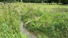 Cours d'eau dans une prairie