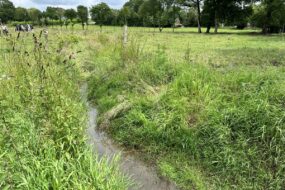 Cours d'eau dans une prairie