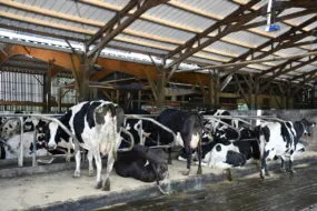 Vaches sur les logettes - tapis dans la stabulation