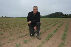 Olivier Le Borgne dans une parcelle de haricot