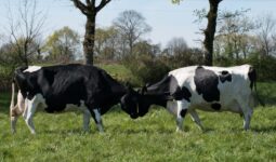 Deux vaches se font face, front contre front.