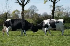Deux vaches se font face, front contre front.
