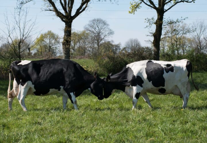 Deux vaches se font face, front contre front.