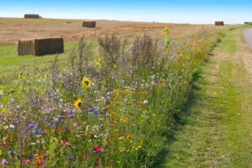 jachère fleurie en bordure de parcelle de céréales