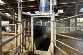 Pédiluve à vache dans un bâtiment agricole