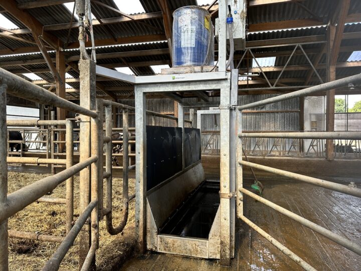 Pédiluve à vache dans un bâtiment agricole