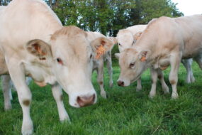 bovins allaitants dans une prairie