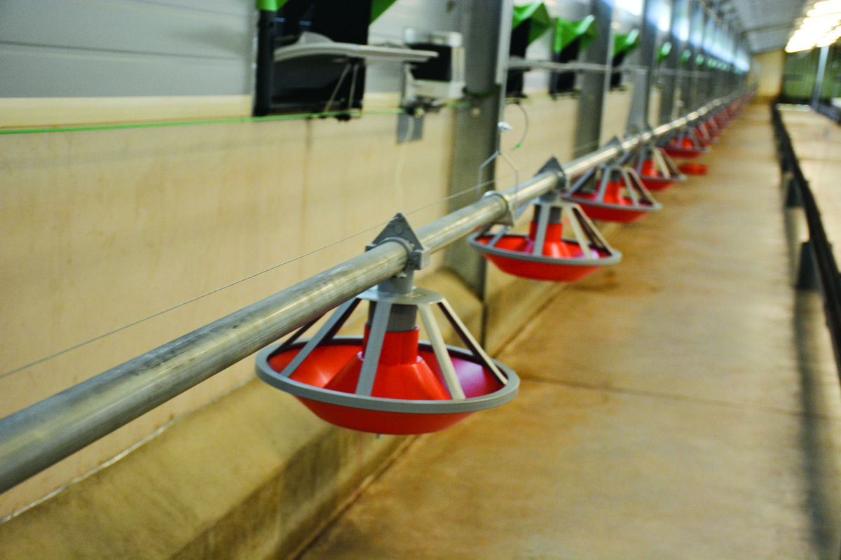 Système d'alimentation dans un poulailler