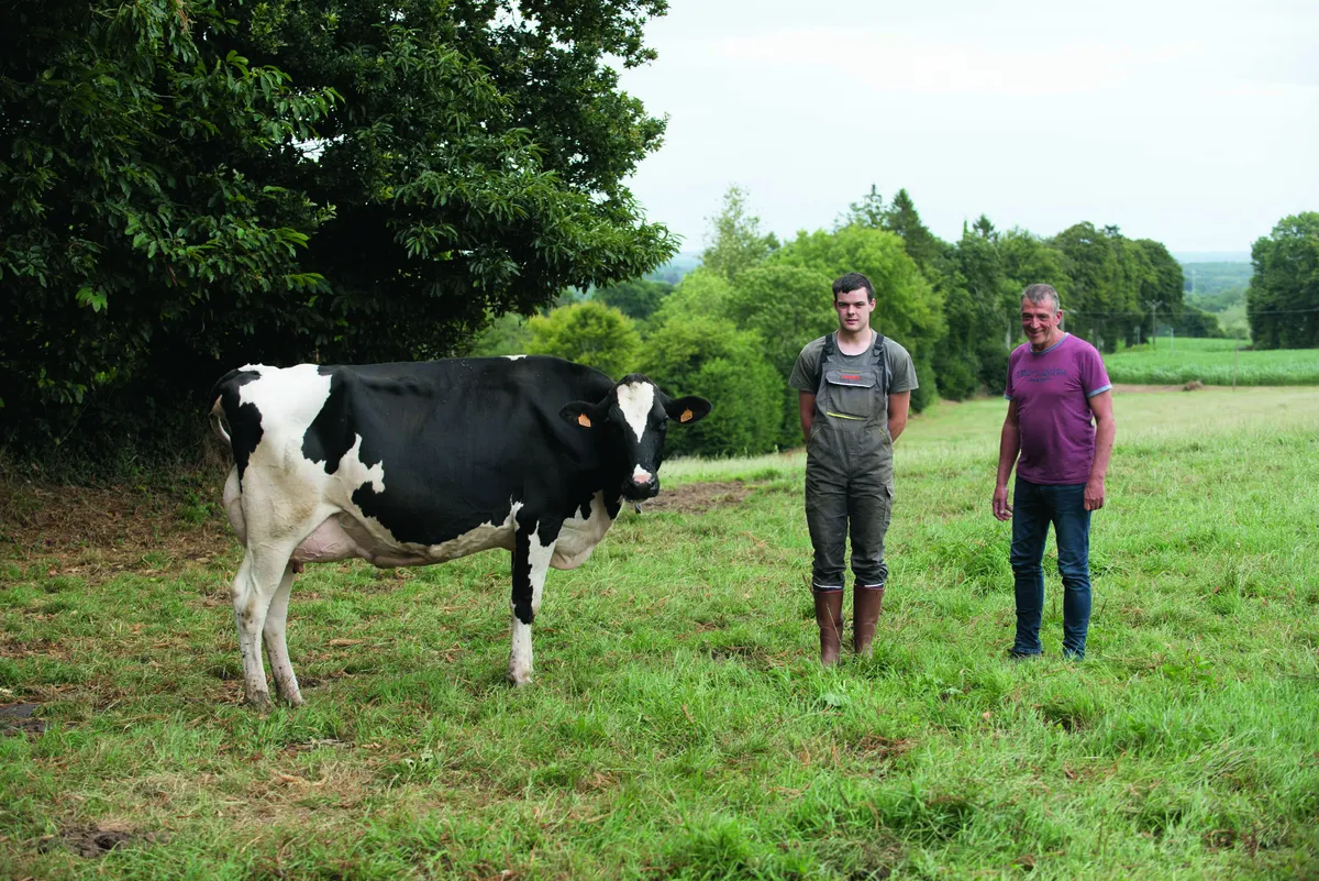 Une vache au pâturage accompagnée de deux éleveurs.  - Illustration Des vaches aux carrières longues comme objectif