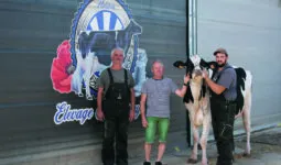Une vache et trois éleveurs.