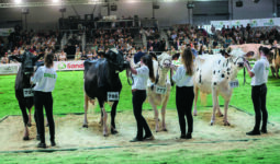 Quatre jeunes emmes présentant des vaches Holstein lors d'un concours.