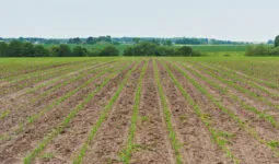 jeunes plants de maïs dans un champ